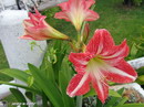 Hippeastrum Vittatum